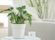 Smart Flower Pot - горшок для растений от Xiaomi с умными функциями