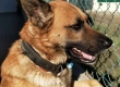 Amazpet Smart Dog Tag – в год Собаки не забудьте позаботиться о вашем домашнем питомце!